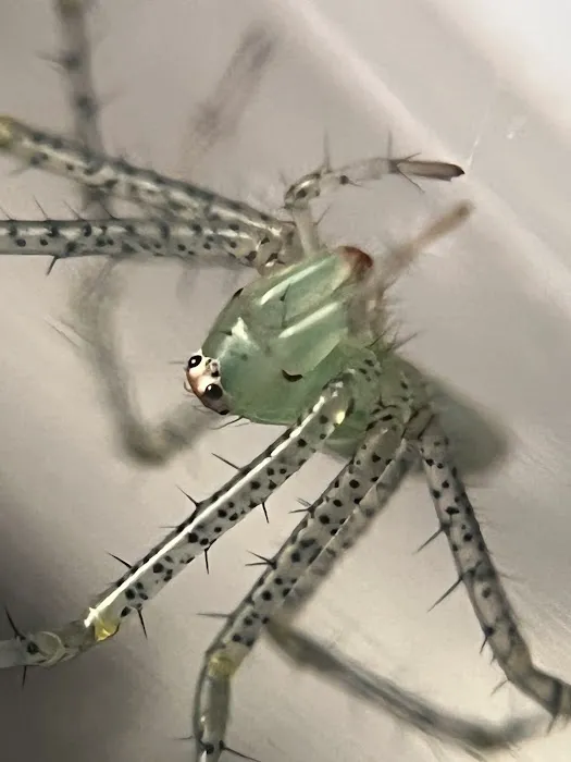 Juice's Arthropods Picture 1