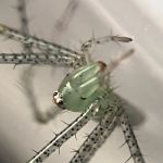 Juice's Arthropods