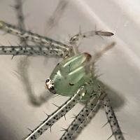 Juice's Arthropods ico