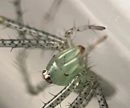 Juice's Arthropods