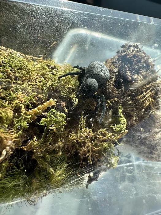 Juice's Arthropods Picture 7