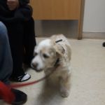 Mill Pond Veterinary Hospital