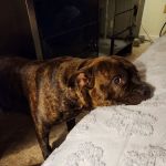 Mill Pond Veterinary Hospital: Brian Lang DVM