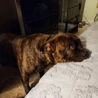 Mill Pond Veterinary Hospital: Brian Lang DVM ico