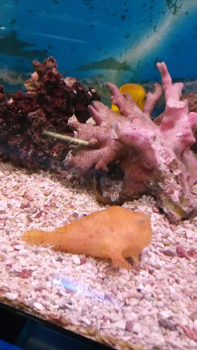 Superway Aquarium Picture 5
