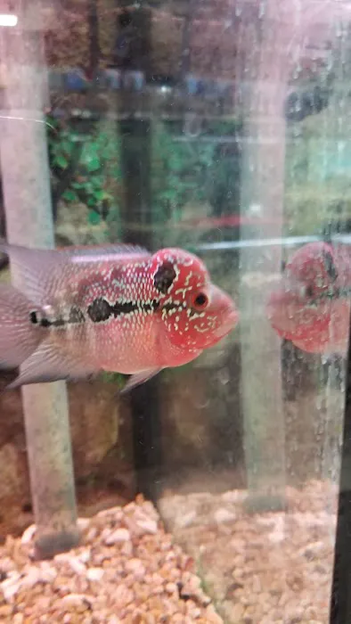 Superway Aquarium Picture 7