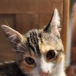 Veterinary Associates of North Branford