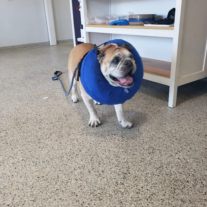 Veterinary Associates of North Branford Picture 4