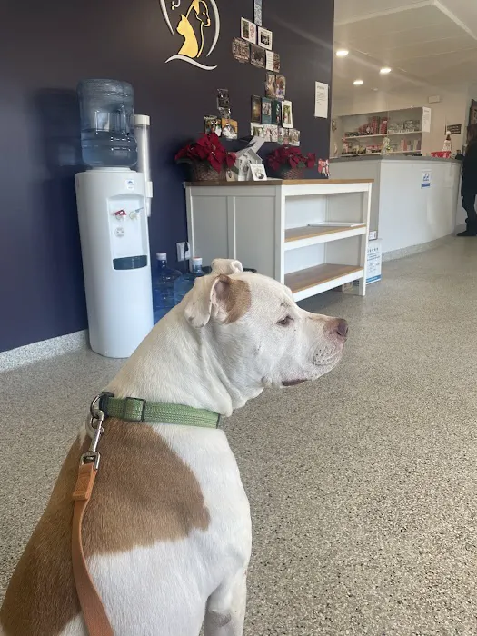 Veterinary Associates of North Branford Picture 9