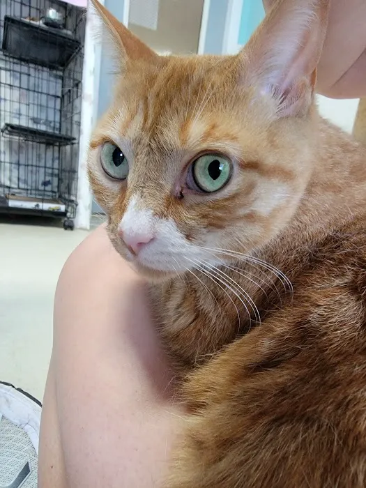 Pet Shield Veterinary Hospital Picture 10