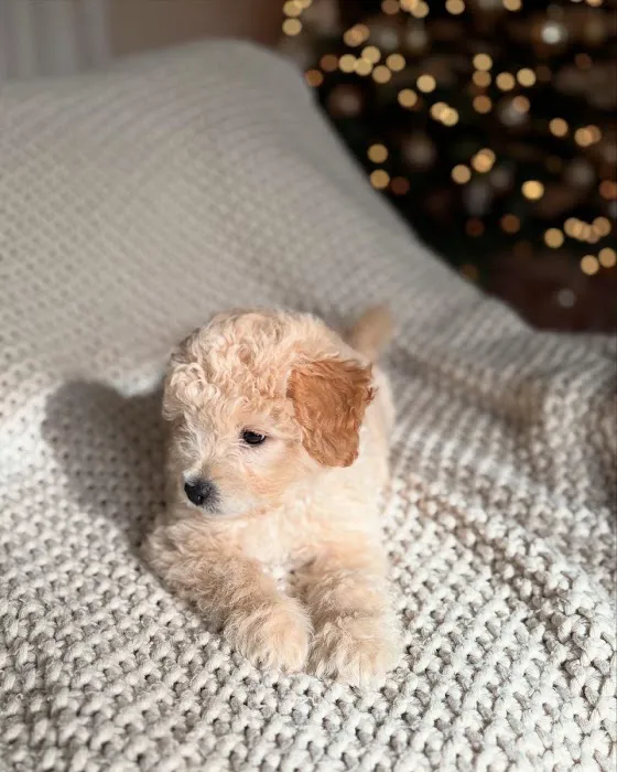 Bay Area Puppies Picture 1