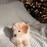 Bay Area Puppies