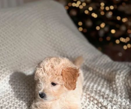 Bay Area Puppies