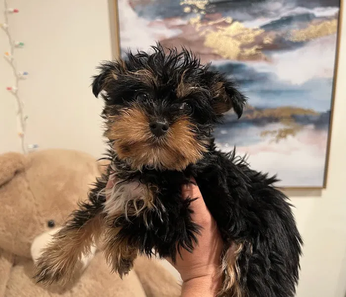 Bay Area Puppies Picture 2