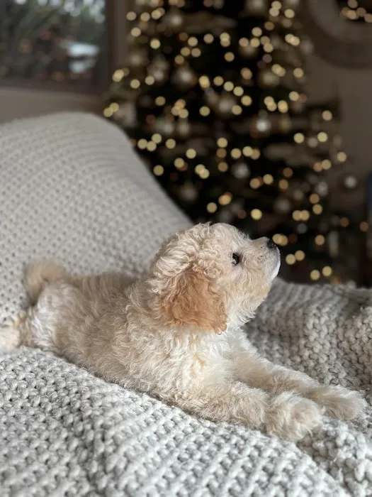 Bay Area Puppies Picture 4