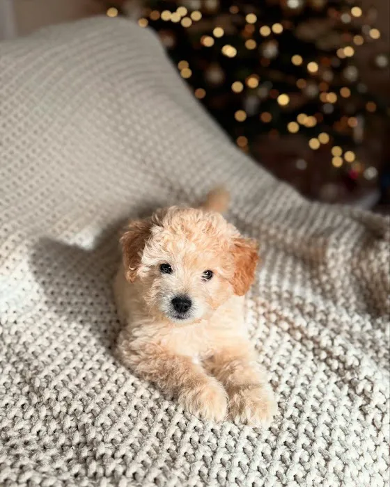 Bay Area Puppies Picture 3