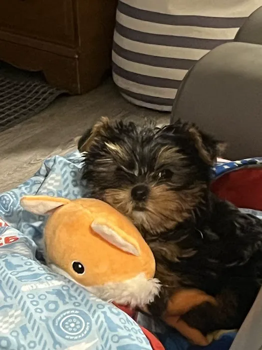Bay Area Puppies Picture 9