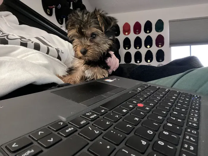 Bay Area Puppies Picture 7