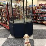 Petco