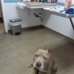 North Fork Veterinary Hospital
