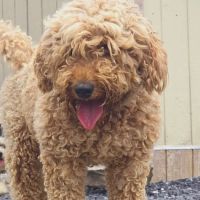Broadway Veterinary Hospital ico