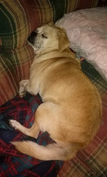 Lost River Animal Hospital Picture 3