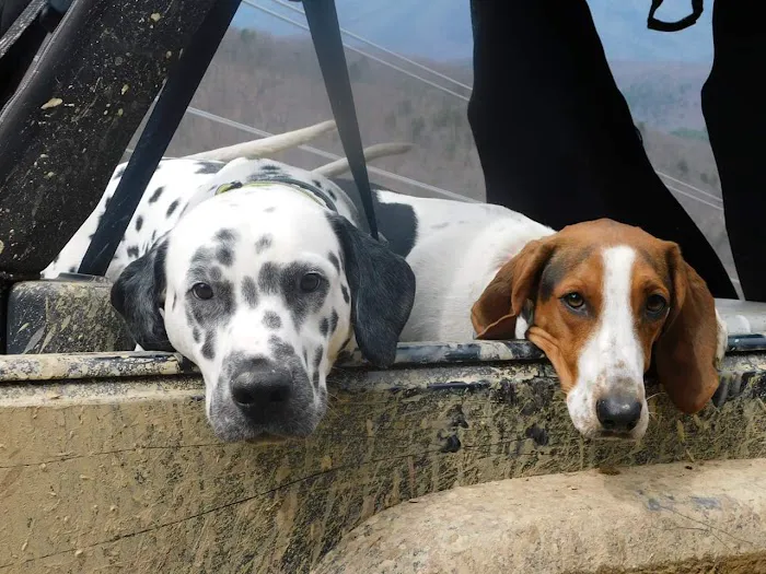 German River Veterinary Clinic Picture 2