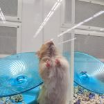 Petco
