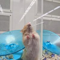 Petco ico