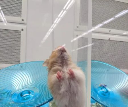 Petco
