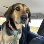 Harrisonburg Animal Hospital