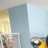 Avian Rescue ico