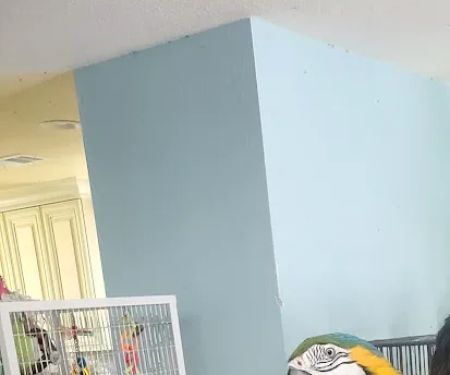 Avian Rescue