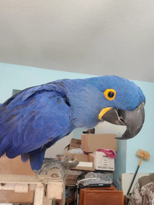 Avian Rescue Picture 2