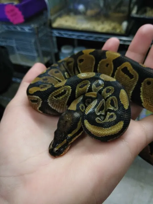 Hoffmann's Reptile Shop Picture 1