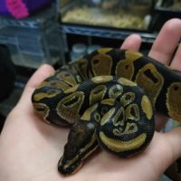 Hoffmann's Reptile Shop ico