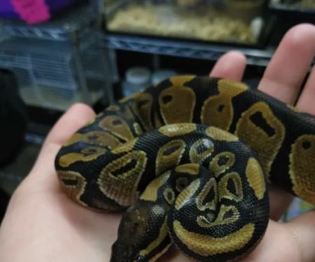 Hoffmann's Reptile Shop