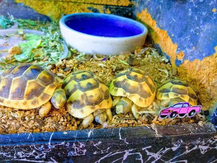 Hoffmann's Reptile Shop Picture 2