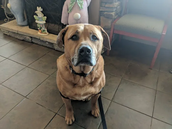 Hartwood Animal Hospital Picture 7