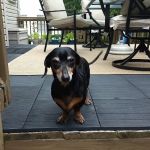 Hartwood Animal Hospital