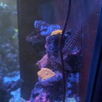 Reef Racket LLC ico
