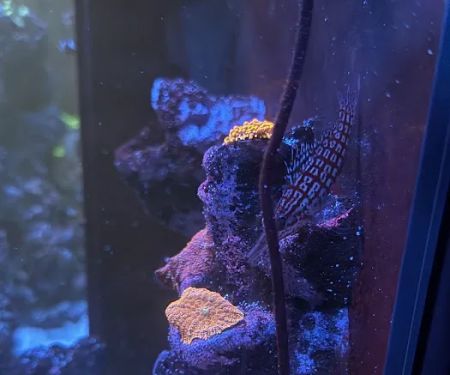 Reef Racket LLC