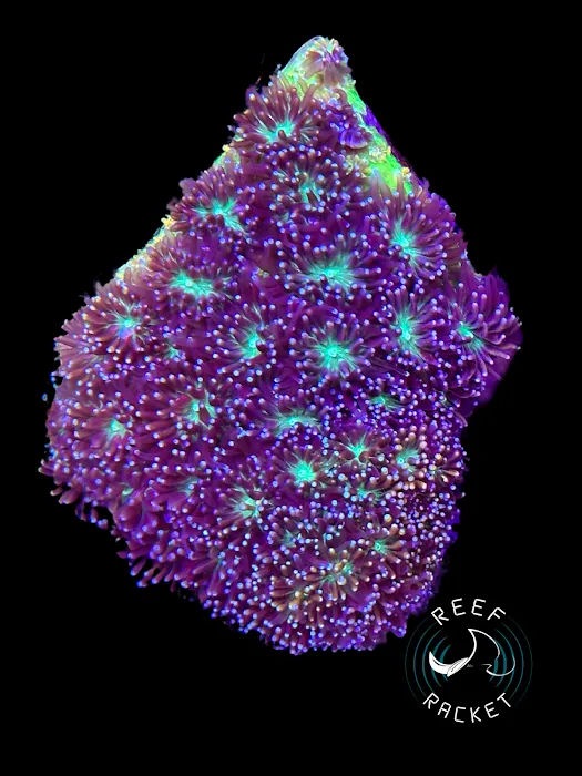 Reef Racket LLC Picture 2