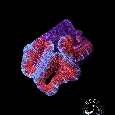 Reef Racket LLC Picture 7