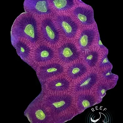 Reef Racket LLC Picture 3