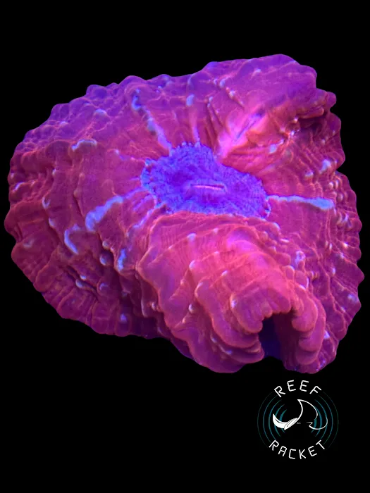 Reef Racket LLC Picture 10