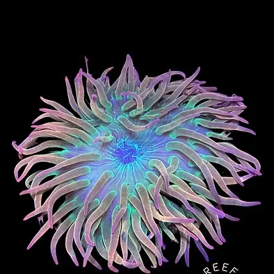Reef Racket LLC Picture 9