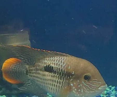 Concord Aquarium