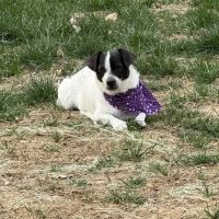 England Run Veterinary Clinic ico