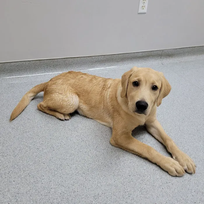 England Run Veterinary Clinic Picture 3